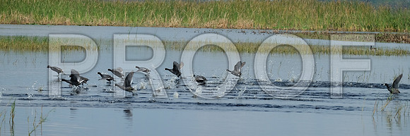 Flying flock