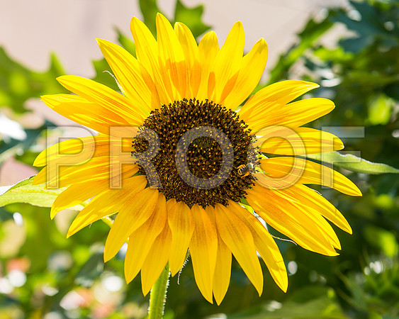 sunflower with bee